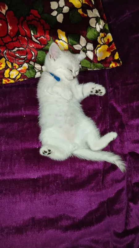 Животных котёнка 100 га 100 тоза шиншилла — фото 2