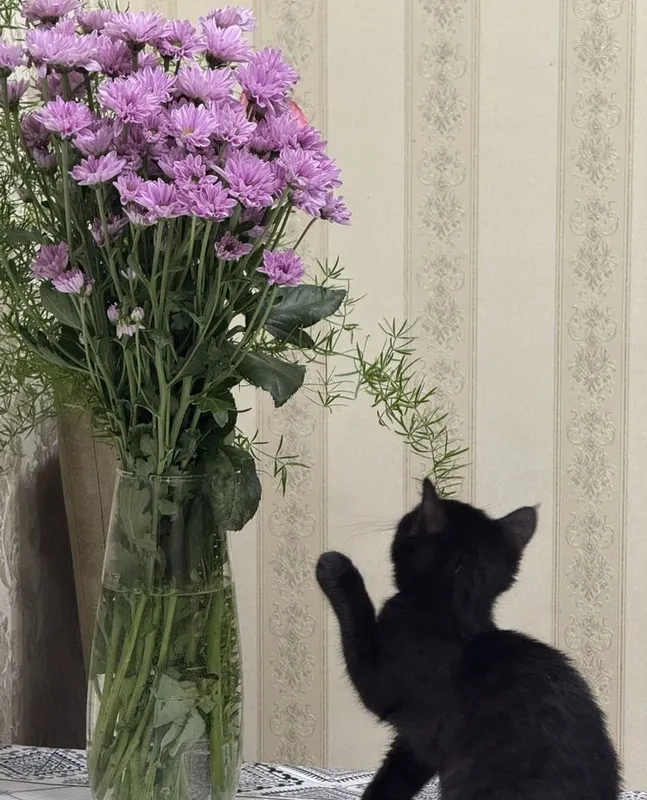 Отдам в добрые руки очаровательного чёрного котёнка! 4