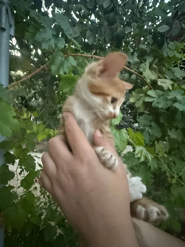 Котята отдам хорошие руки — фото 2
