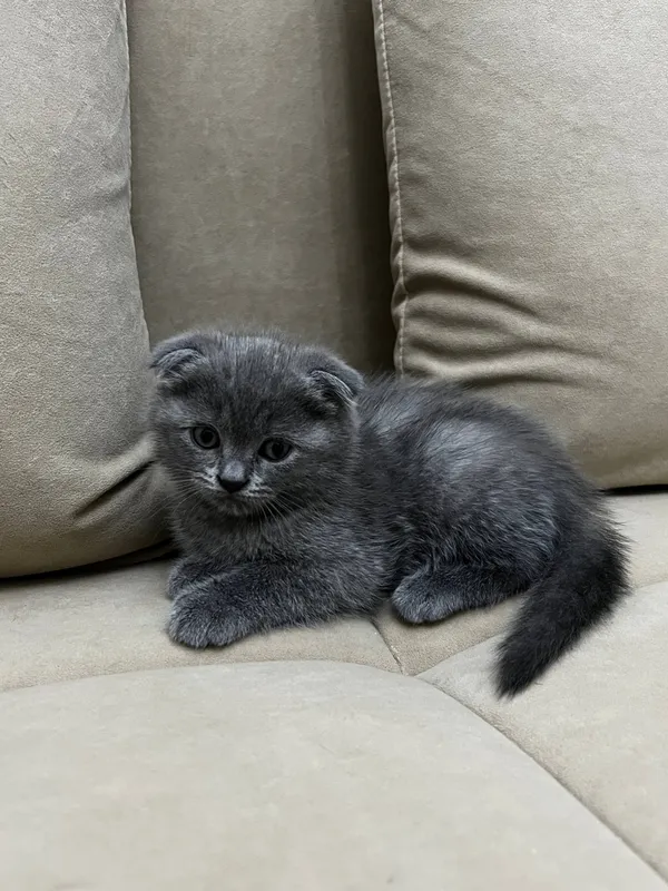 Котята скотиш страйт, скотиш фолд — фото 1