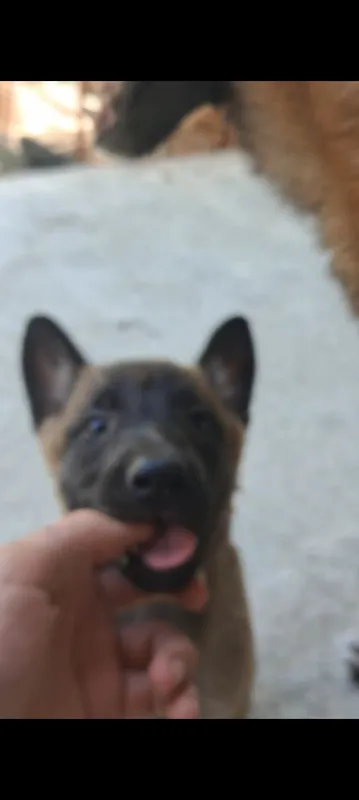 Sof zotli belgiya cho‘pon iti malinua 3