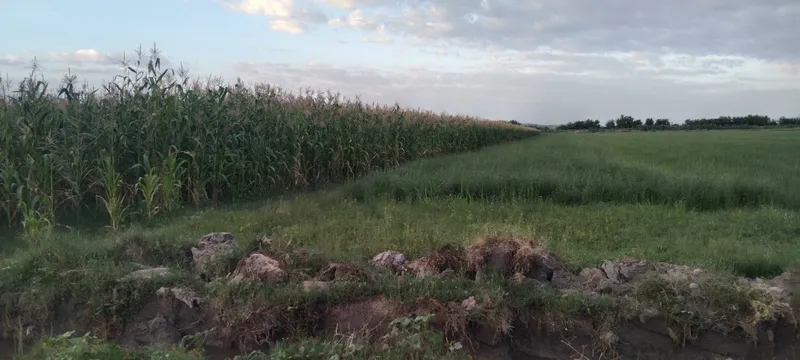 Маккажухори силосга тайёр 1.5 гектар 2