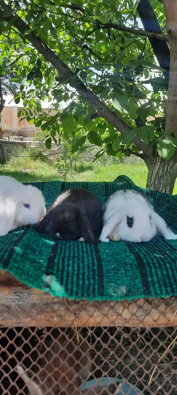 Karlik quyon otasi onasi va 3 ta bolasi sotiladi — фото 5