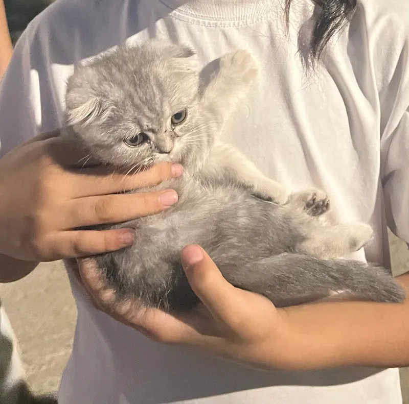 shinshila 3 oylik qiz bola narxi 1 ml tashkent — фото 2