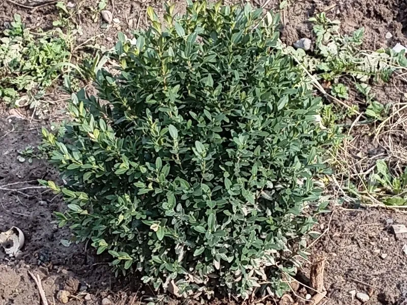 Shamshod eng zoʻrlari bizda