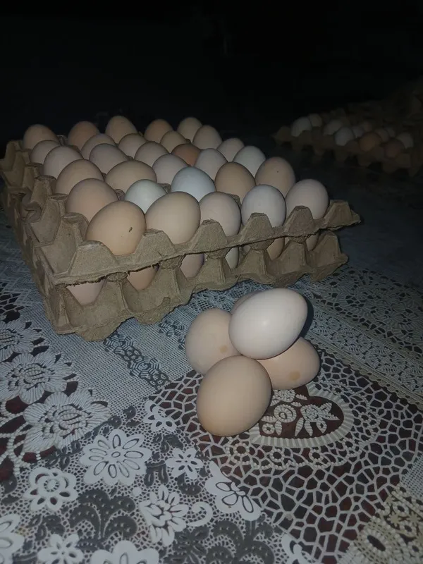 Tuxumlar sotiladi/Продаются домашние яйца