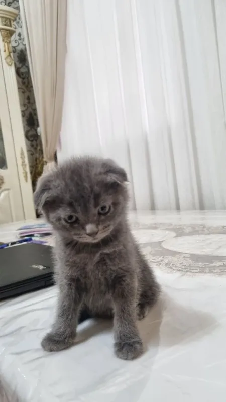 скотиш фолд 2та угил — фото 1