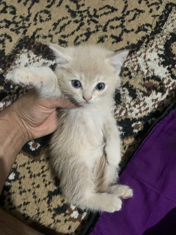 Mushuk sotiladi продаётса кошка — фото 1