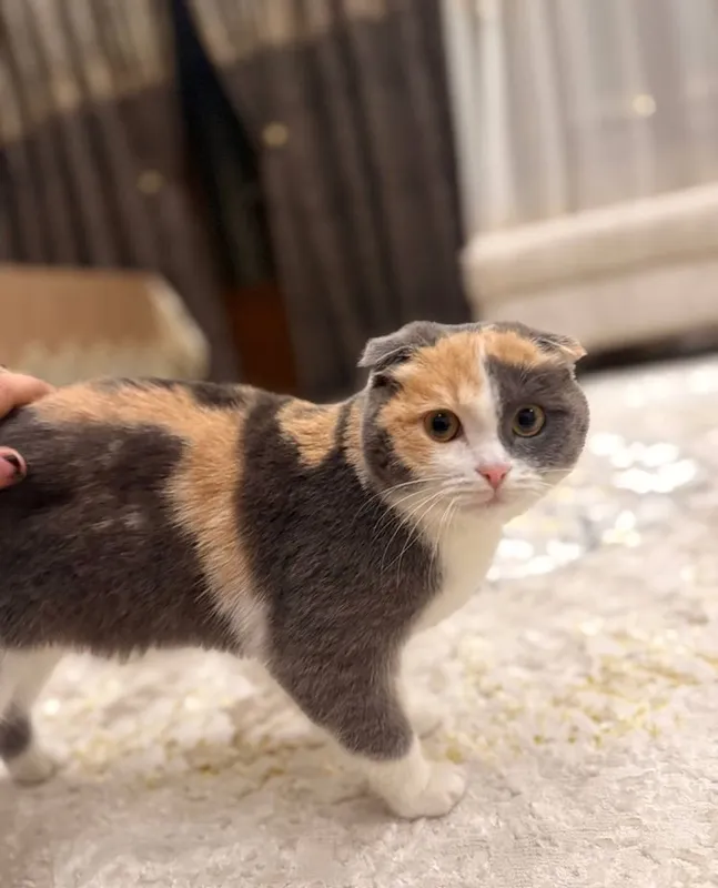 Shotlandiya bukik quloqli mushugi (Scottish Fold) 1 Shotlandiya bukik quloqli mushugi (Scottish Fold) 1