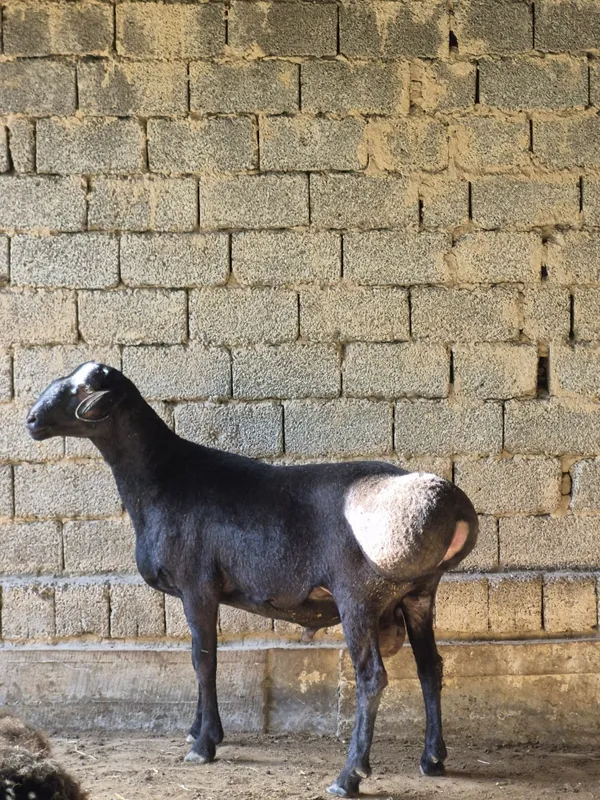 Zotka qoʻchqor sotilad