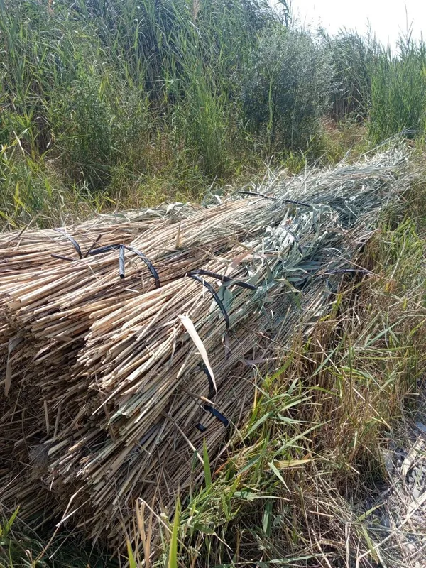 ломбозга камиш бор, буйи 4метр+… эни 10л баклашка, 500та бор
