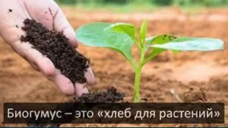 Био гомс куй мол