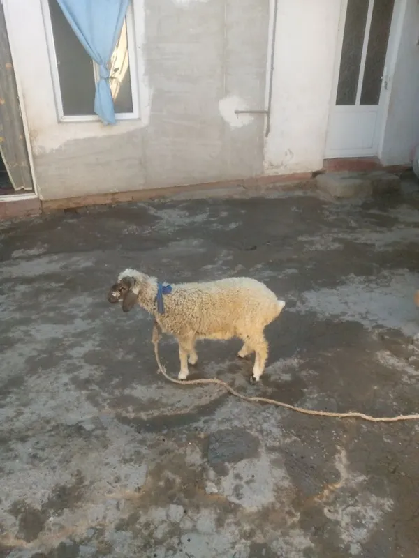 Shir boz q6chqorbarra sotiladi 1 Shir boz q6chqorbarra sotiladi 1