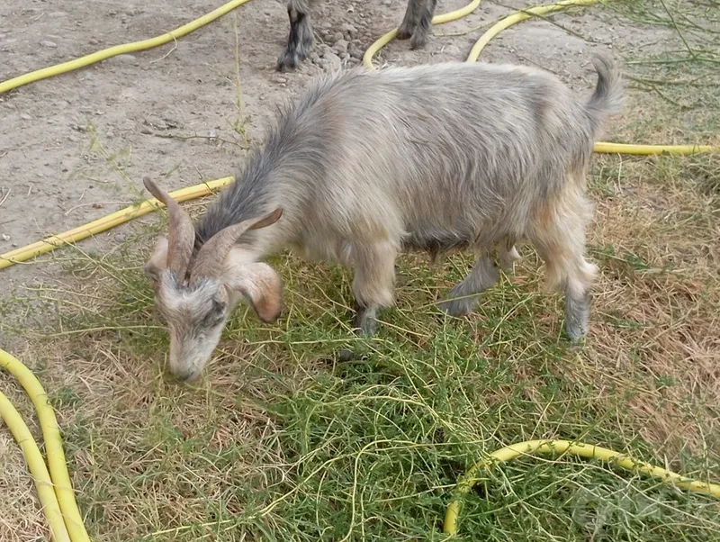 Boʻgʻoz echki sotiladi 6 Boʻgʻoz echki sotiladi 6
