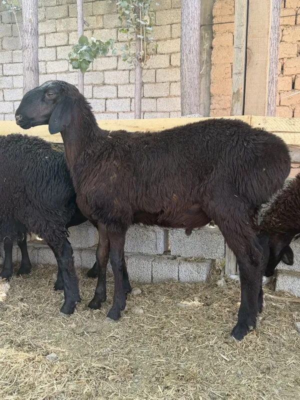 qoyla sotilad son kop narh vopshim arzon ammadan 1 qoyla sotilad son kop narh vopshim arzon ammadan 1
