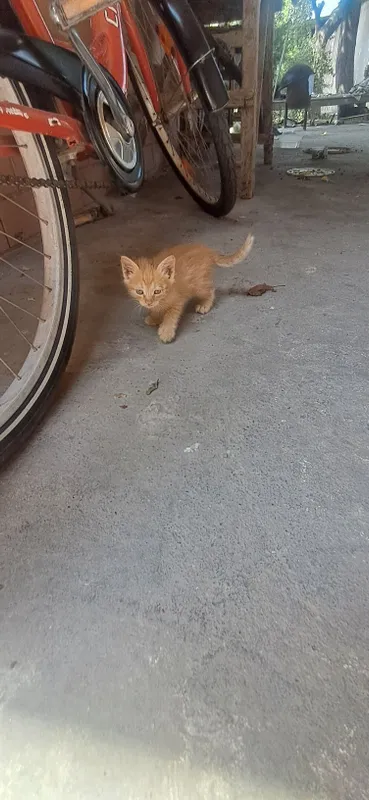 Продаются КОТЯТА 2 Продаются КОТЯТА 2