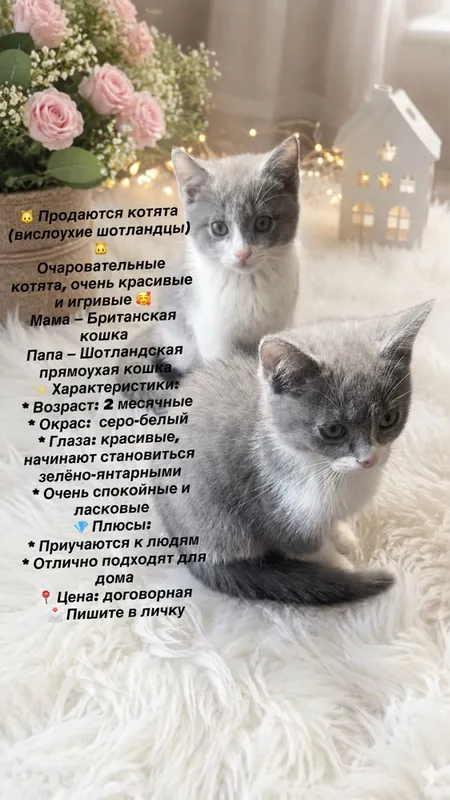 Британский котята