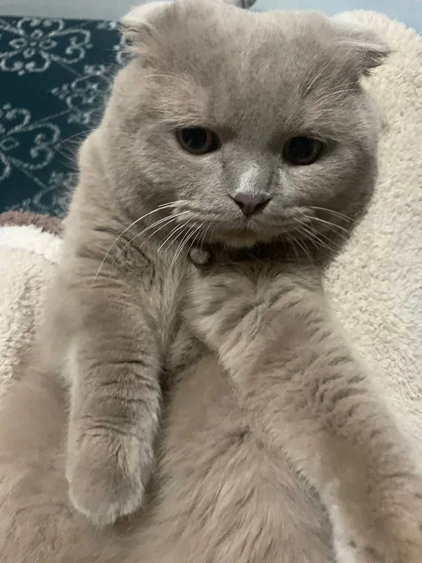 Кошка скотиш фолд 4 Кошка скотиш фолд 4
