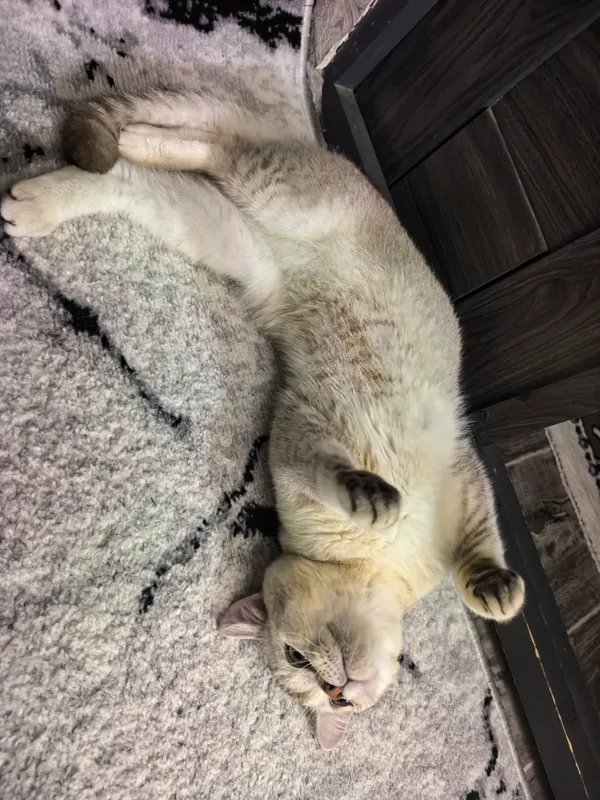 Shoshilinch Britan shinshillasi (British Shorthair) 2 Shoshilinch Britan shinshillasi (British Shorthair) 2