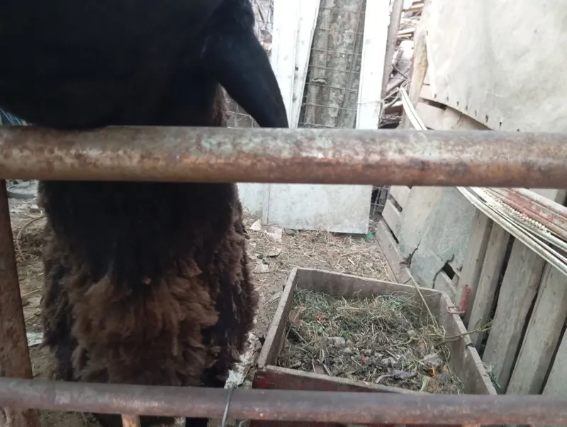Продается баран мужик 2 Продается баран мужик 2