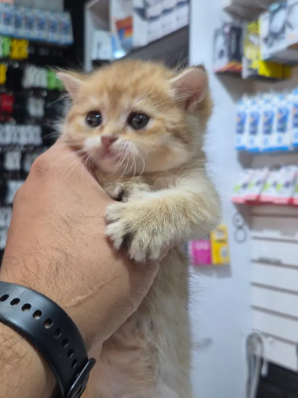 Продаётся котёнок золотая шиншилла 4 Продаётся котёнок золотая шиншилла 4