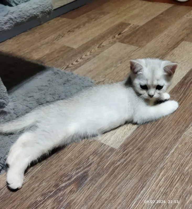 продажа шотланских котят 3