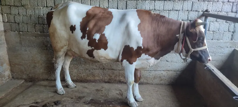 Mol sotiladi.bòģoz 1 Mol sotiladi.bòģoz 1