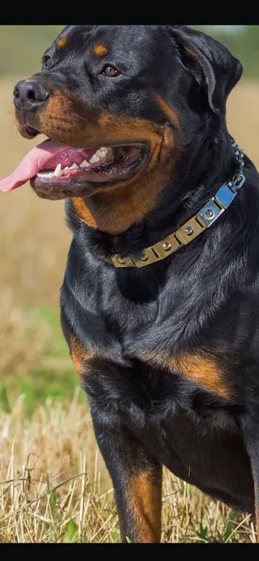Rotveller faqat oledigonlar qlsn — фото 1
