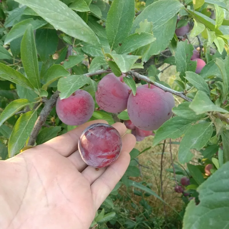 Продаётся слива, сорт "лето". Ташобл, Урта Чирчик, авангард. (объём 35