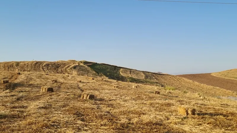 Arpa somon pres sotiladi yaxshi narxda 1