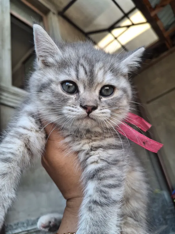 Кошка 2 Кошка 2