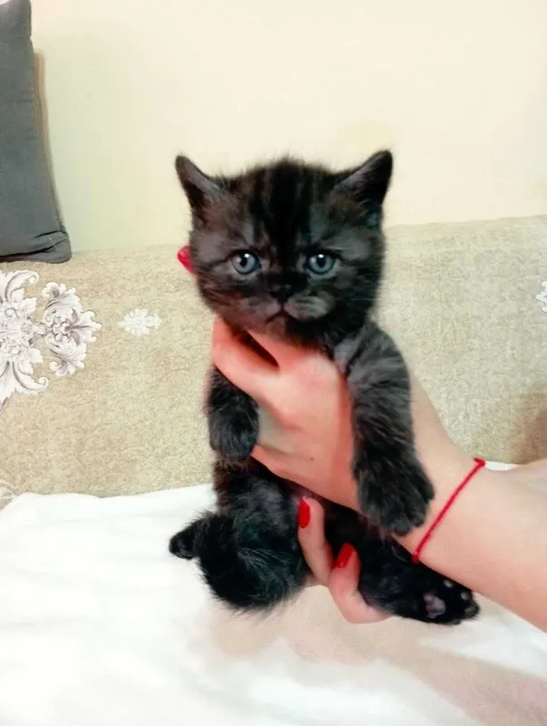 Продам котят 1 месяц — фото 4