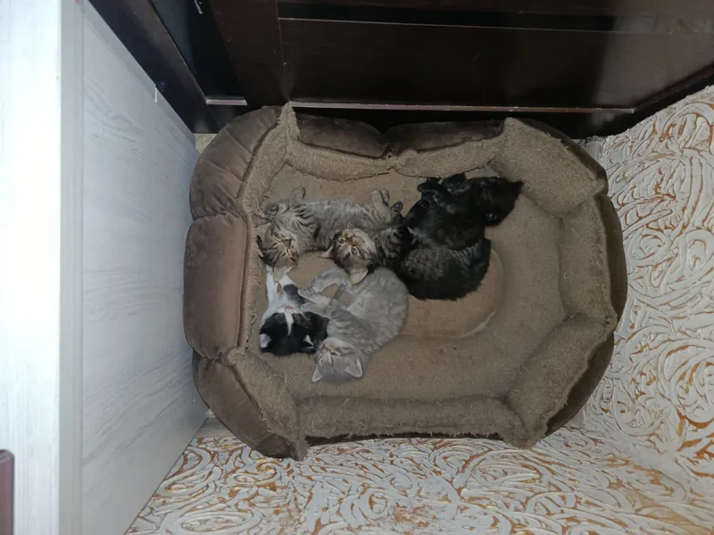 Котёнок 6 Котёнок 6