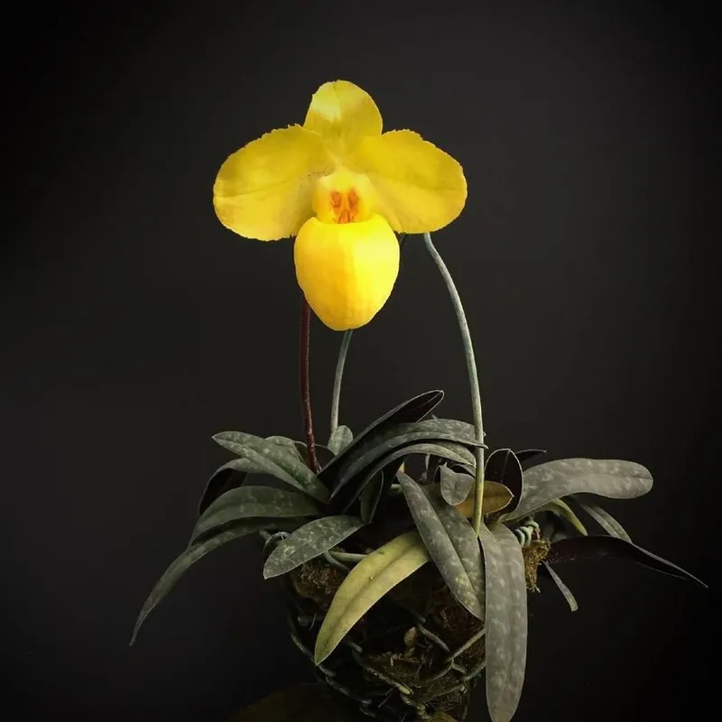 Орхидея пафиопедилум (PAPHIOPEDILUM ARMENIACUM) — фото 1