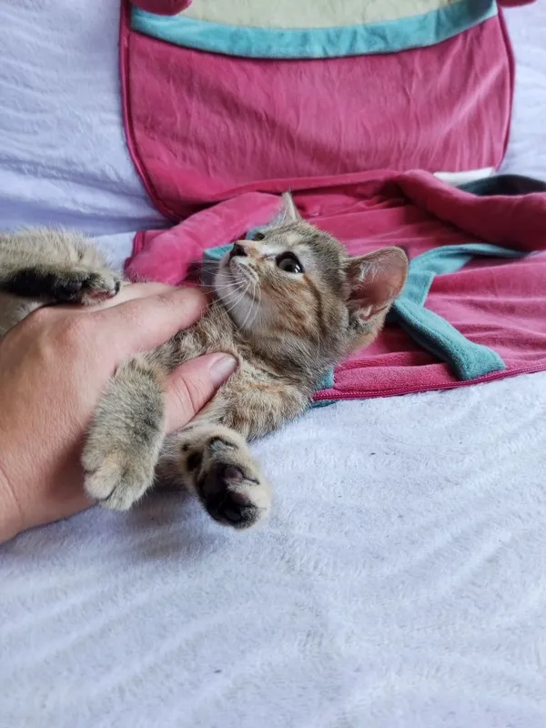 Котенок скотиш страйт 3 Котенок скотиш страйт 3
