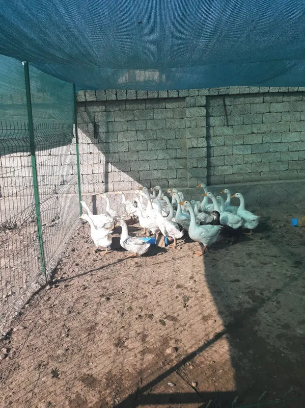 Гуси,утки,кролики. 1 Гуси,утки,кролики. 1