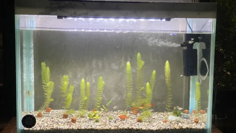 Akvarium 84 litr Andijon
