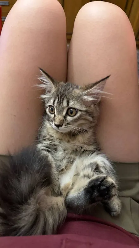 Котенок девочка В хорошие руки 3 месяца 2 Котенок девочка В хорошие руки 3 месяца 2