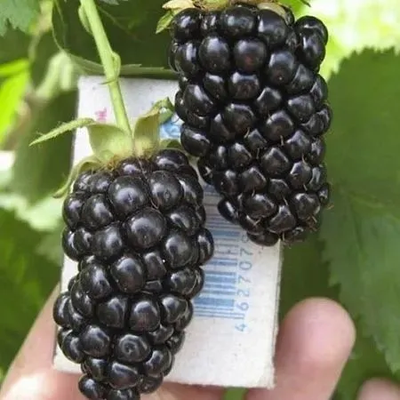 1️⃣ Blek Jem ежевика ko‘chati 2️⃣ Blek Jem Black Gem ежевика 3️⃣ Blek 1️⃣ Blek Jem ежевика ko‘chati 2️⃣ Blek Jem Black Gem ежевика 3️⃣ Blek