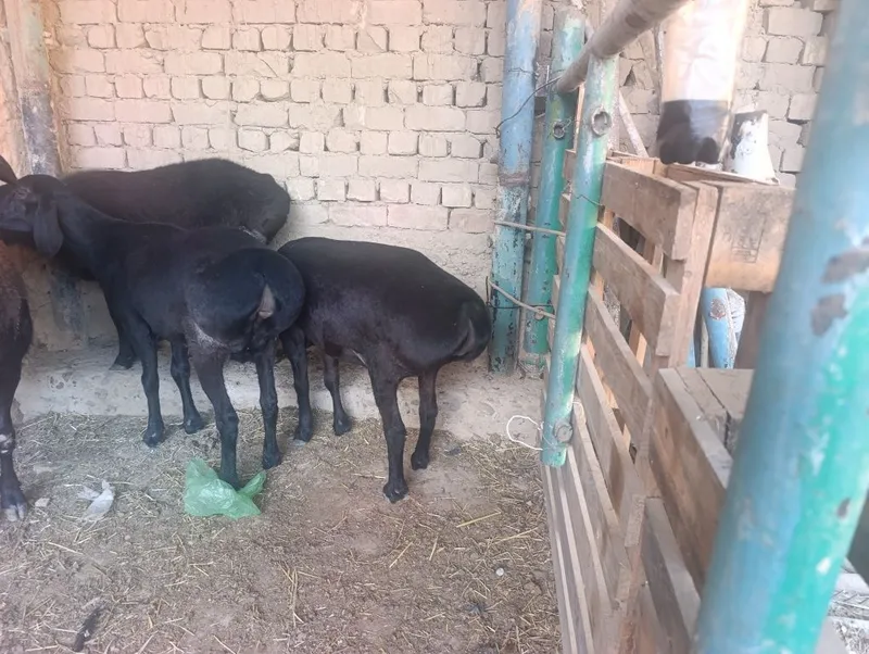 Soliq qozila sotiladi 2 Soliq qozila sotiladi 2