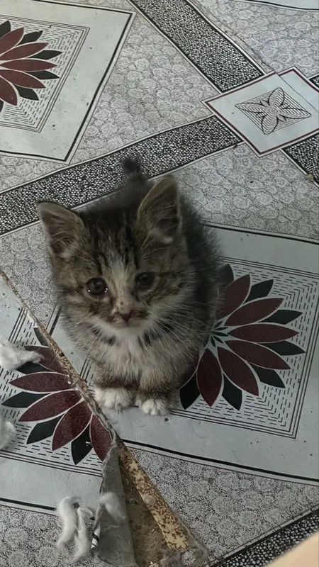 Котенок девочка 1.5 месяца — фото 1