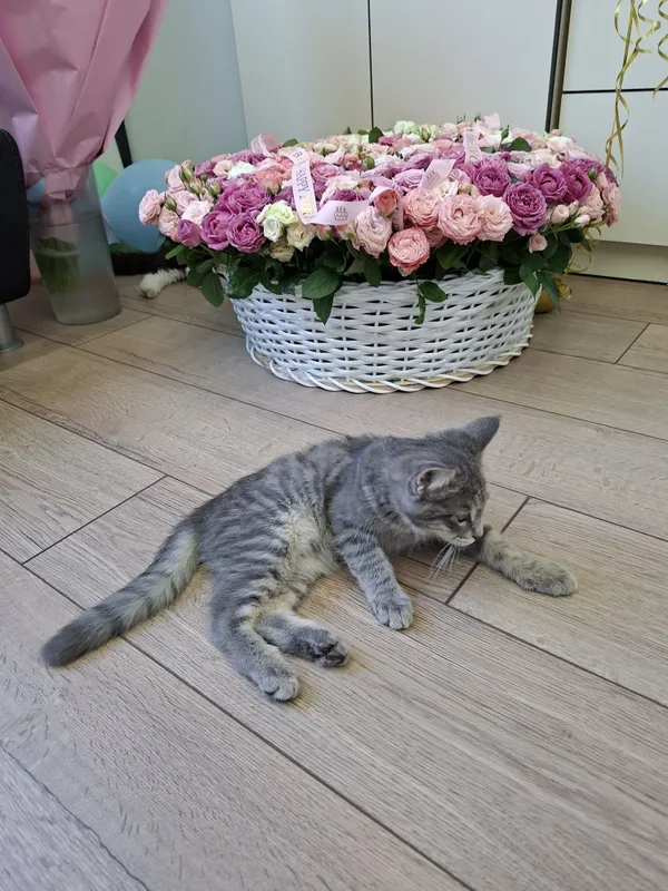 Котенок мальчик два месяца 4 Котенок мальчик два месяца 4