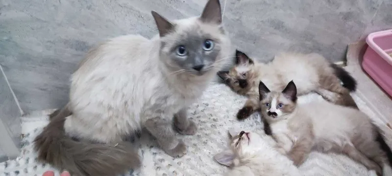 Чистокровная сиамская кошка с котятами в добрые руки!