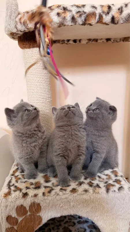 Продаются котята , , от правильной вязки, мушукчалар сотилади, — фото 2