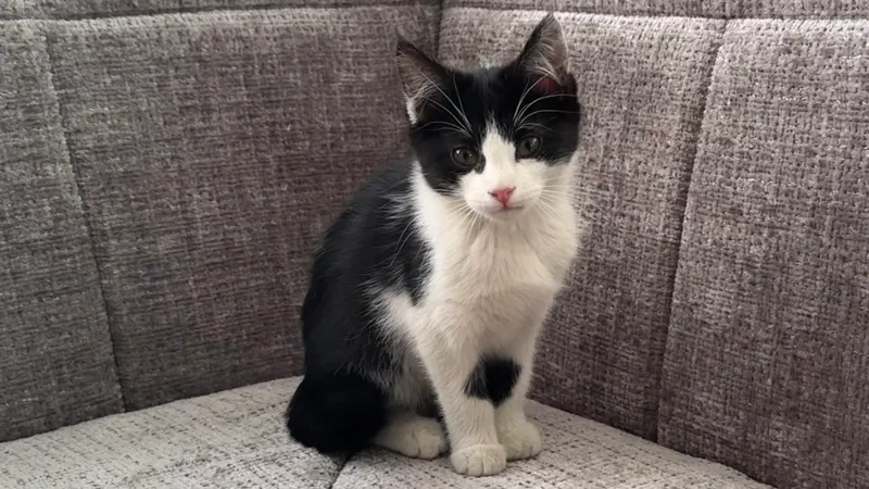 Котята по 2,5 месяца 5 Котята по 2,5 месяца 5