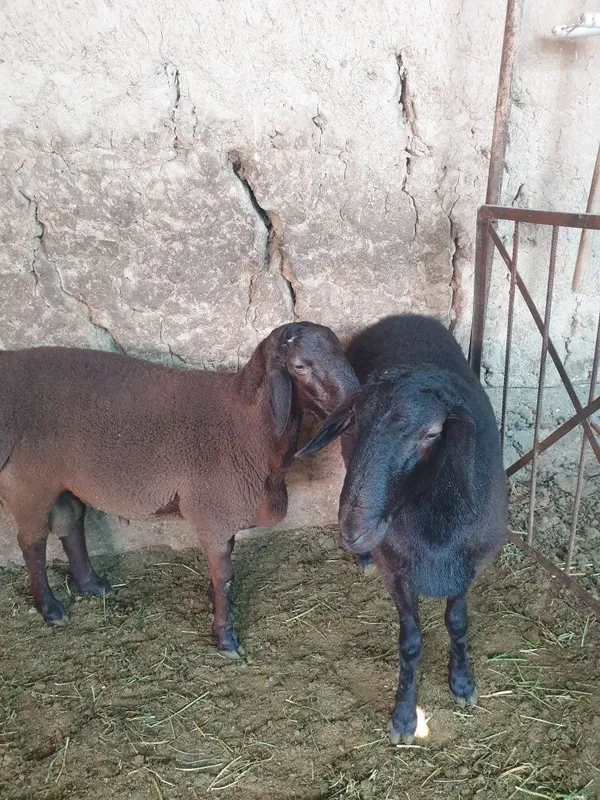 Qo'chqorlar sotiladi 2