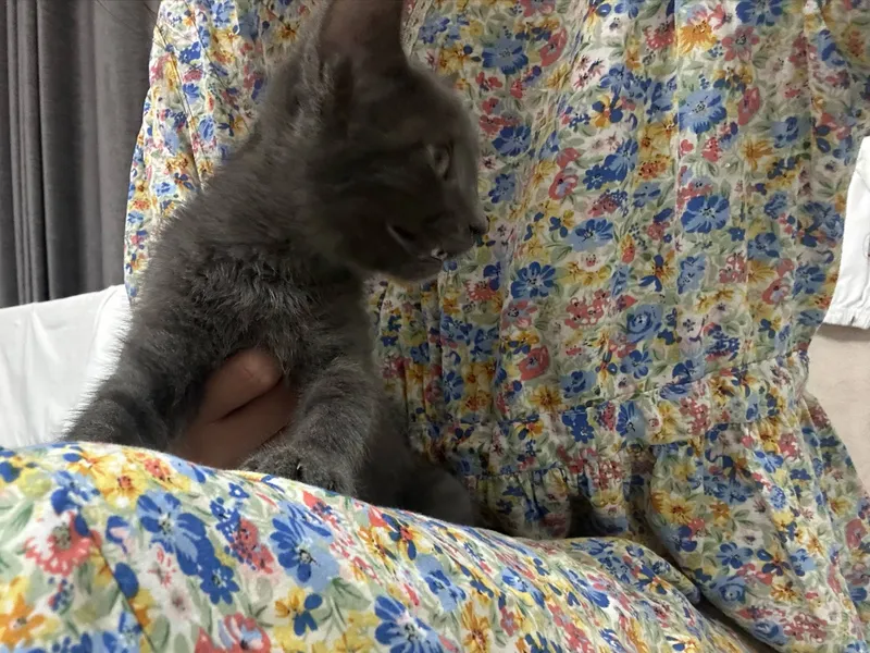 кошка скотиш страйт 2 месяца лоток расчоска бонус 5 кошка скотиш страйт 2 месяца лоток расчоска бонус 5