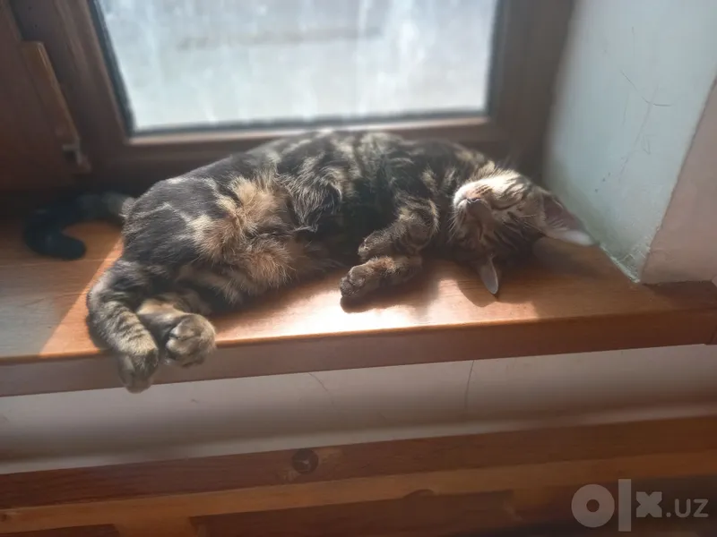 Bengalskiy mushuk 7 Bengalskiy mushuk 7