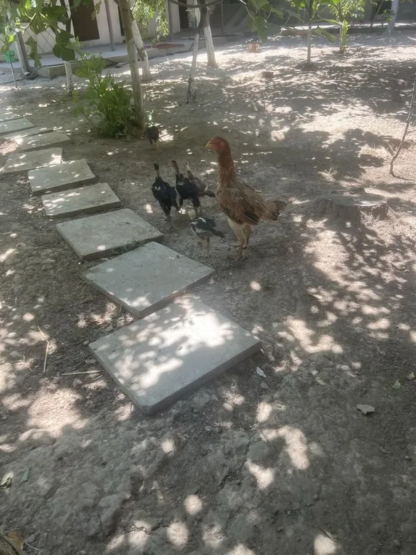 Dakan tovuq va jojalar sotiladi 3