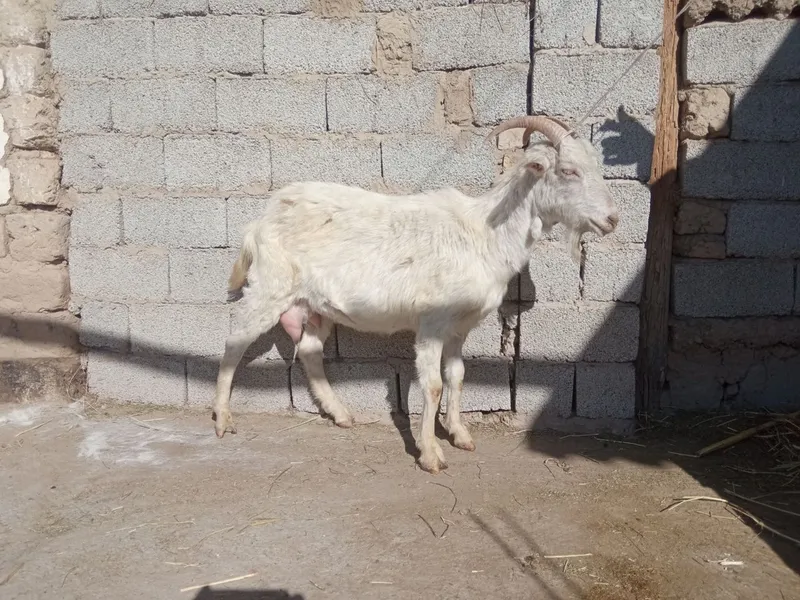 Sutli echkilar bor soni cheklangan